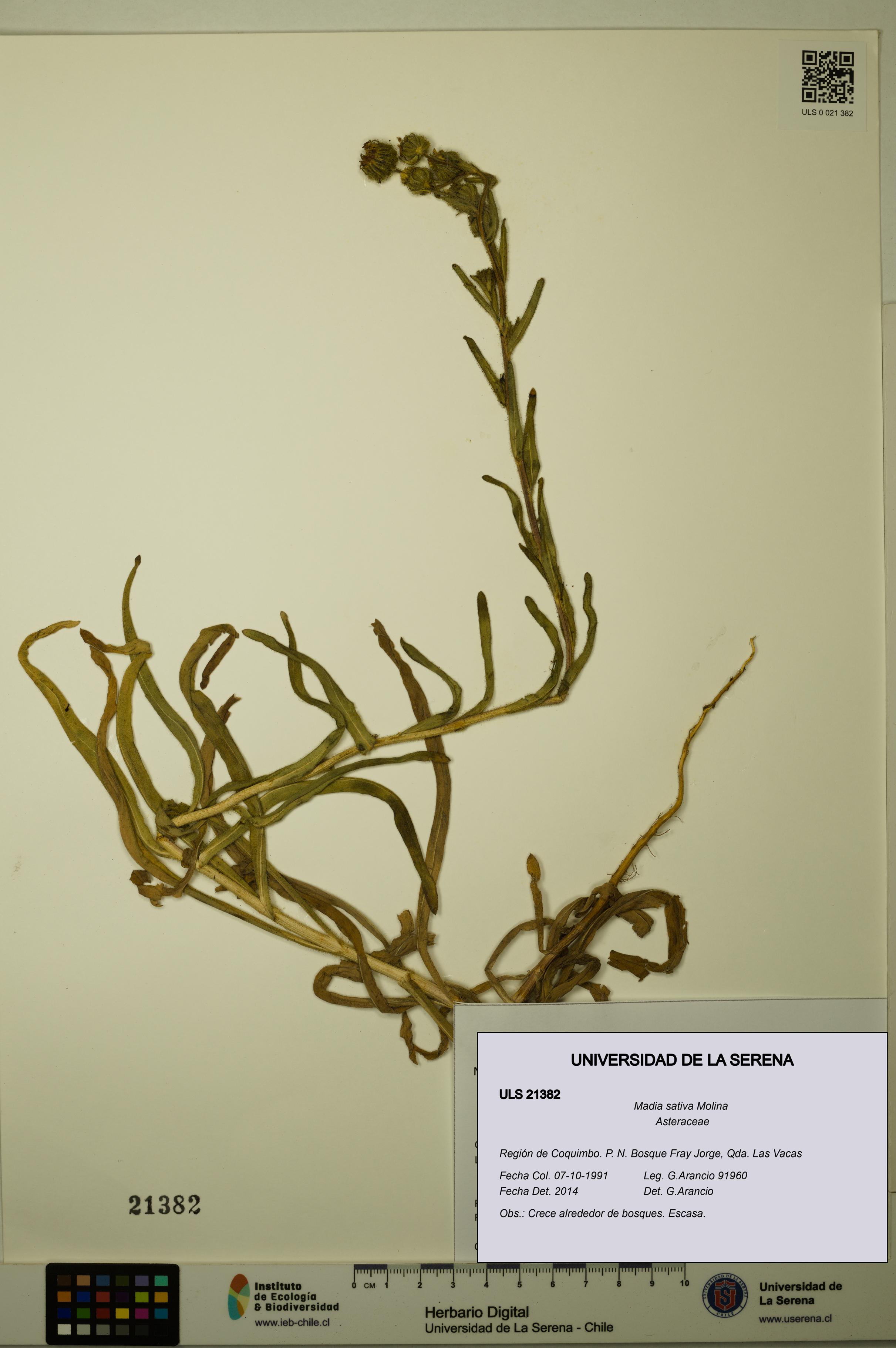 Madia sativa [Espécimen: ULS:ULS:0021382]