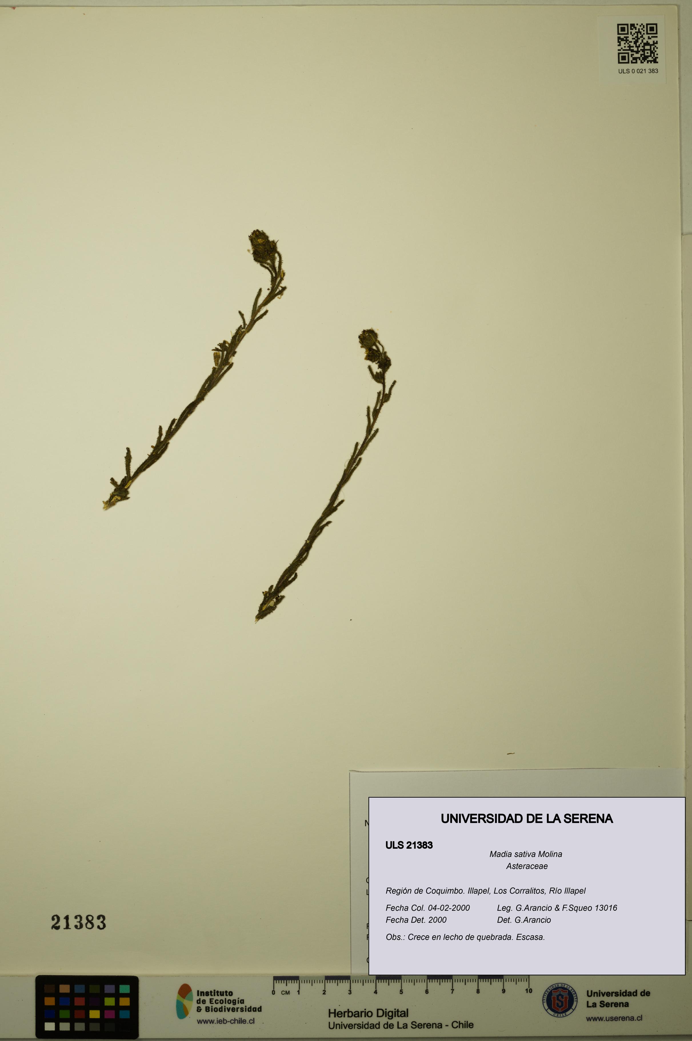 Madia sativa [Espécimen: ULS:ULS:0021383]