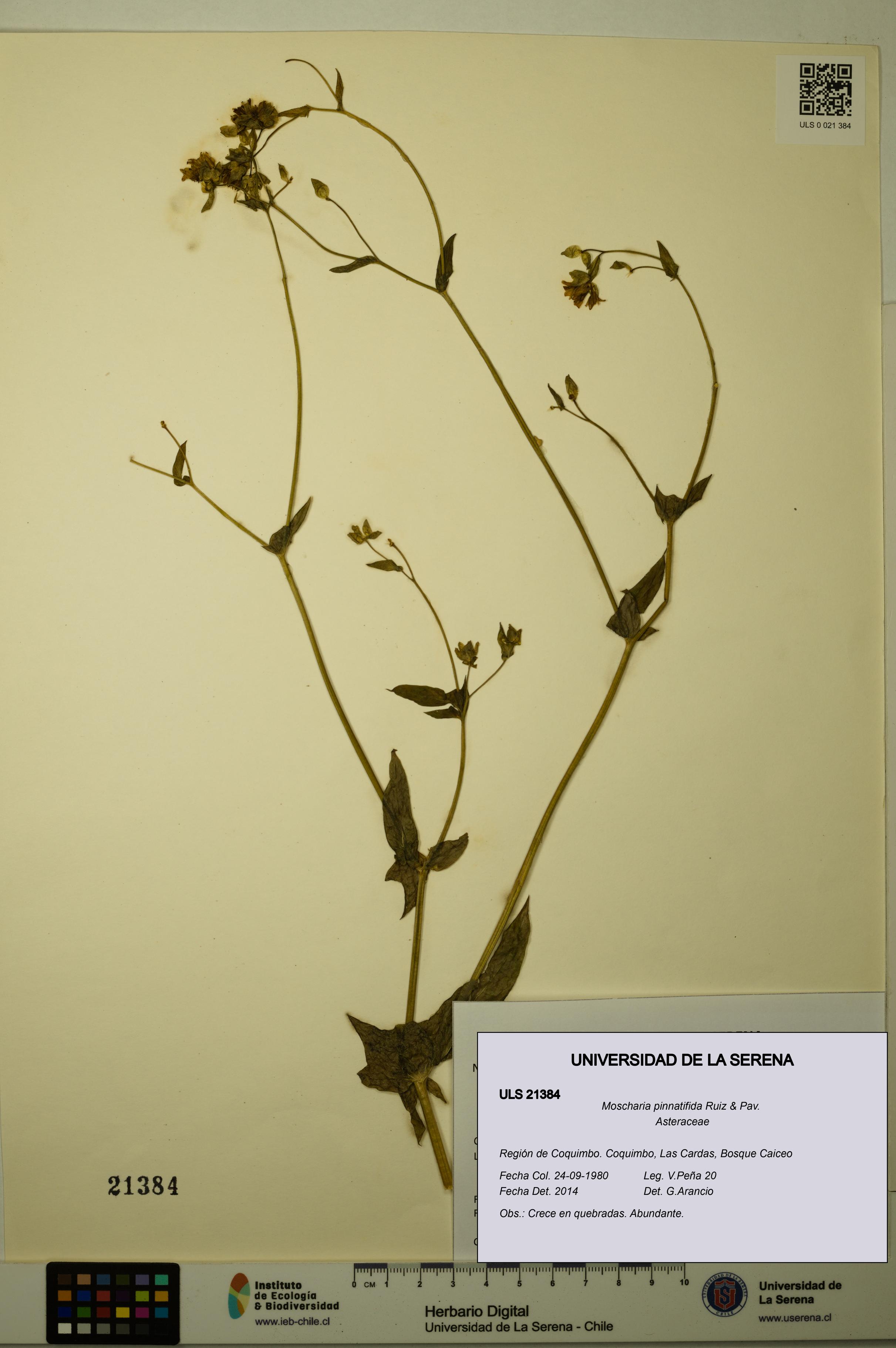 Moscharia pinnatifida [Espécimen: ULS:ULS:0021384]