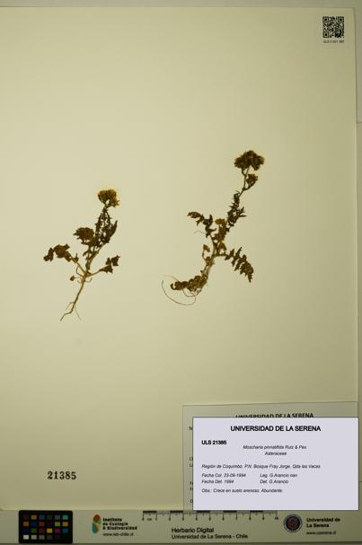 Moscharia pinnatifida [Espécimen: ULS:ULS:0021385]