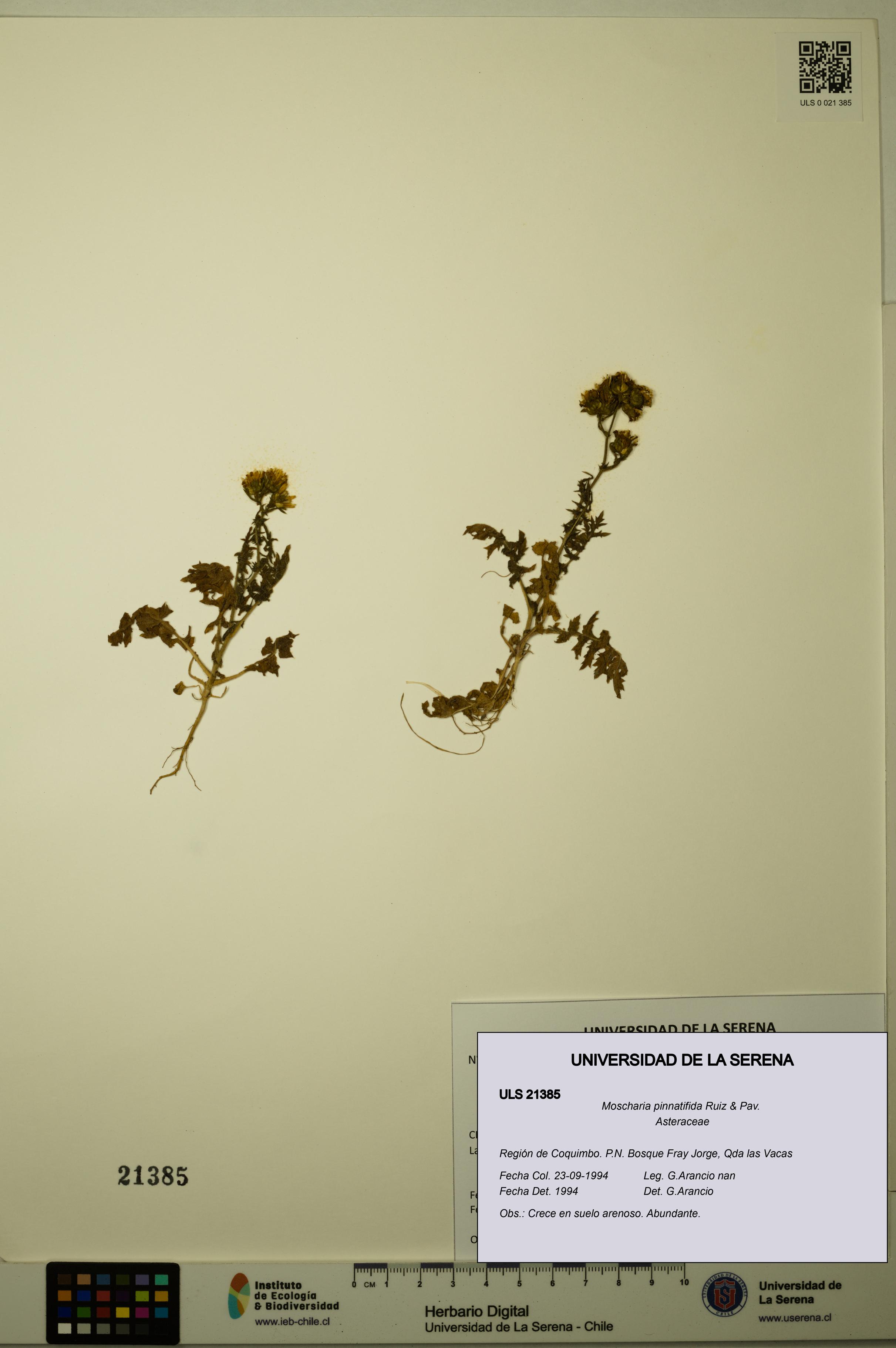 Moscharia pinnatifida [Espécimen: ULS:ULS:0021385]