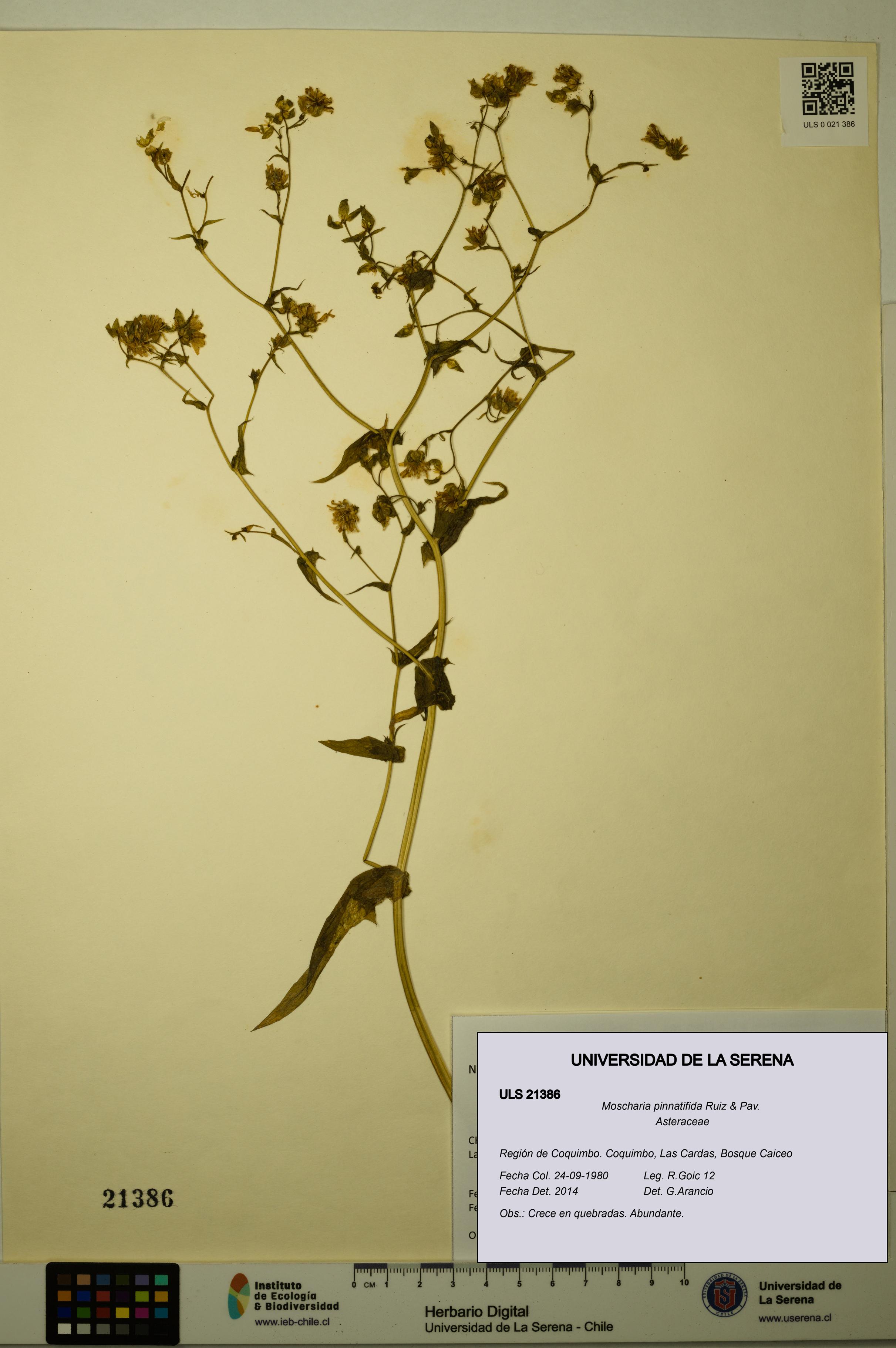 Moscharia pinnatifida [Espécimen: ULS:ULS:0021386]