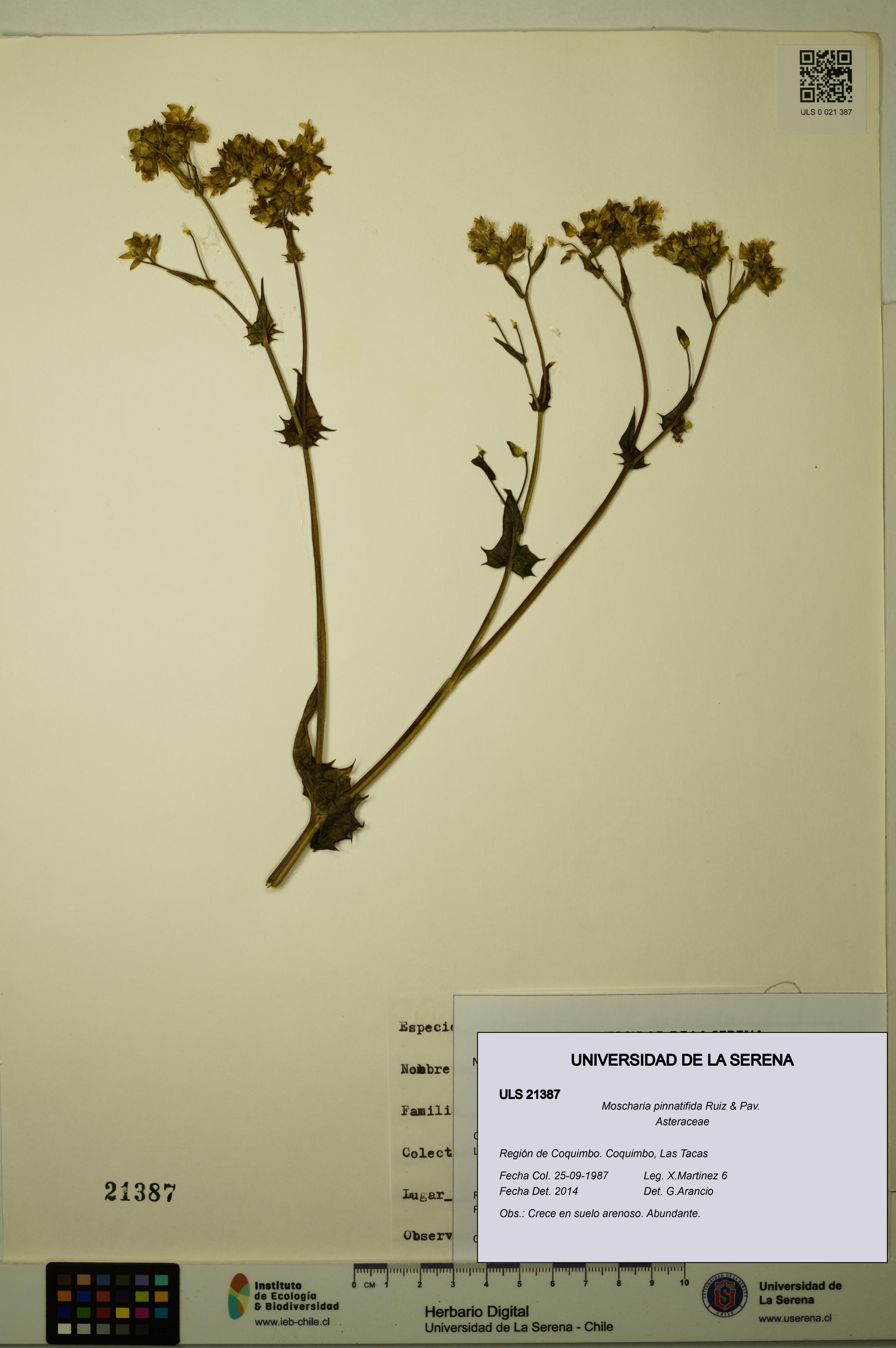Moscharia pinnatifida [Espécimen: ULS:ULS:0021387]