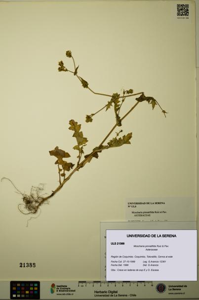 Moscharia pinnatifida [Espécimen: ULS:ULS:0021388]