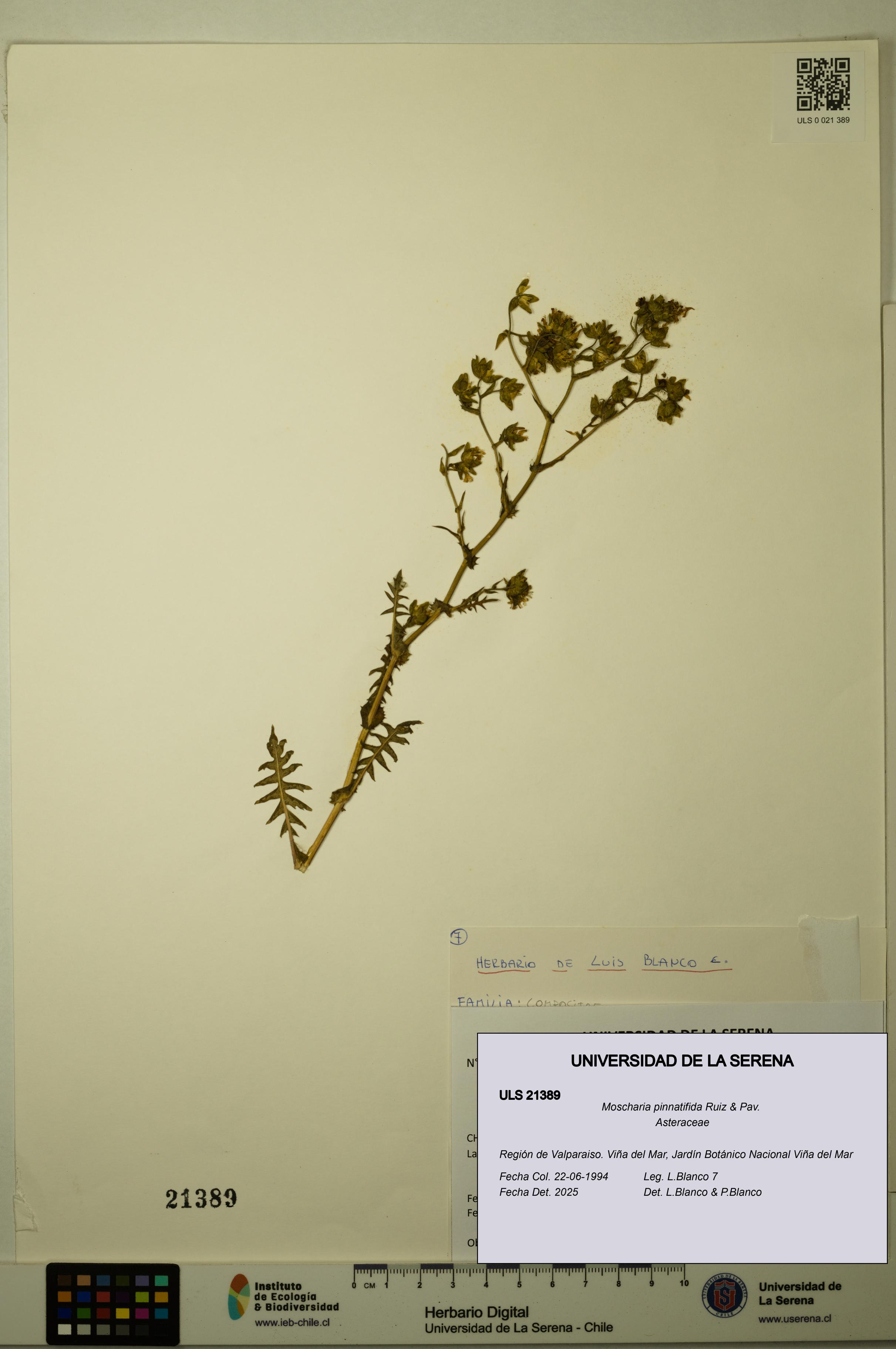 Moscharia pinnatifida [Espécimen: ULS:ULS:0021389]