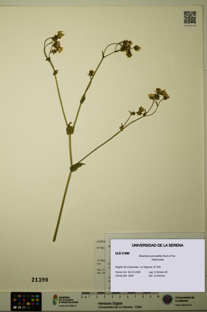 Moscharia pinnatifida [Espécimen: ULS:ULS:0021390]