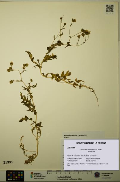 Moscharia pinnatifida [Espécimen: ULS:ULS:0021391]