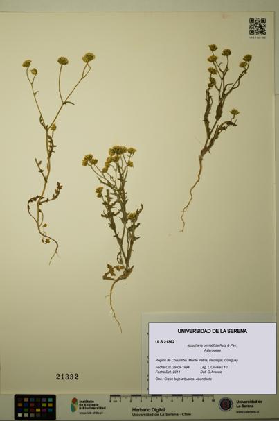 Moscharia pinnatifida [Espécimen: ULS:ULS:0021392]
