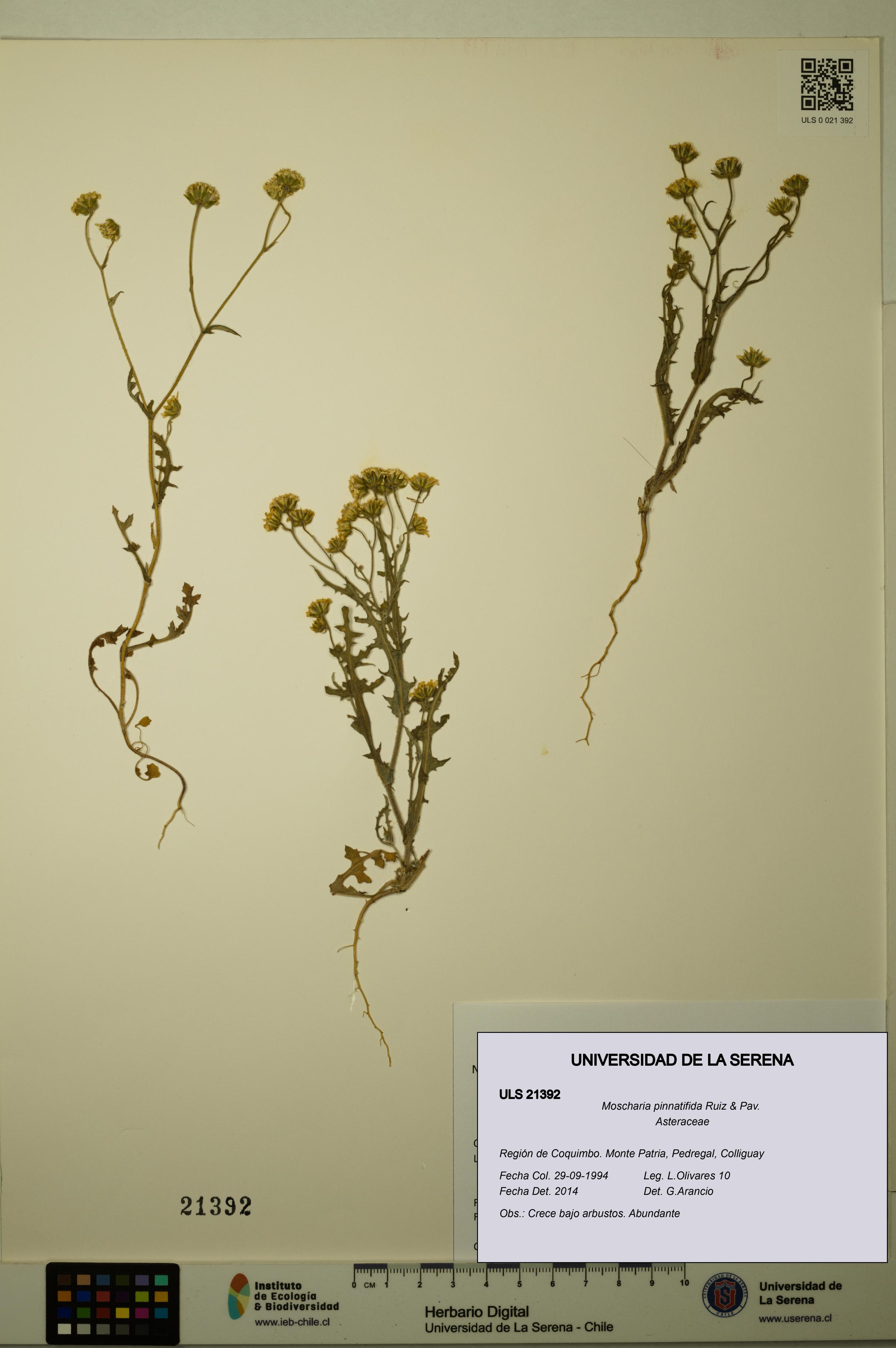 Moscharia pinnatifida [Espécimen: ULS:ULS:0021392]