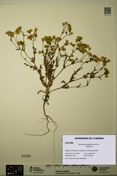 Moscharia pinnatifida [Espécimen: ULS:ULS:0021393]