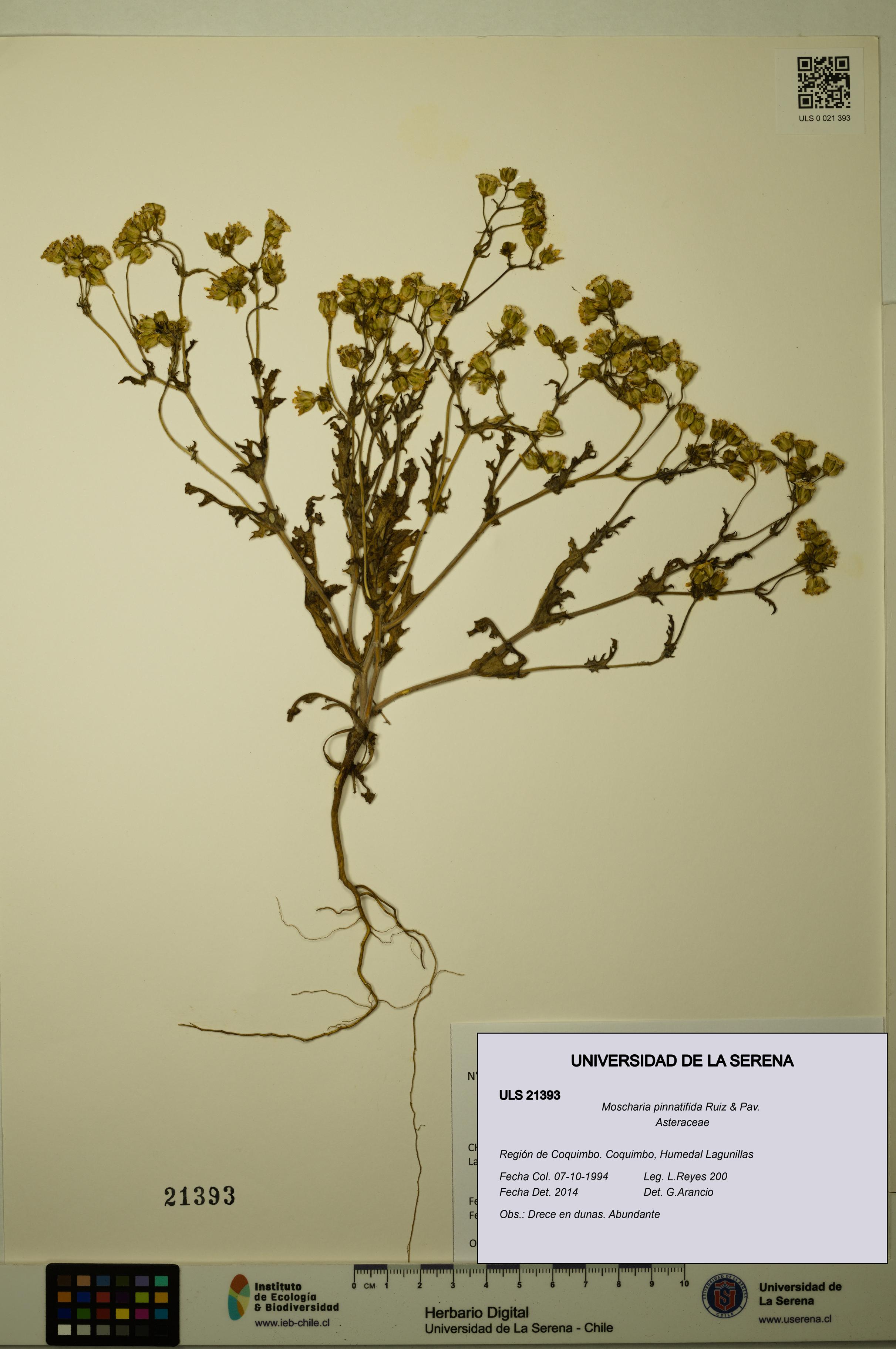Moscharia pinnatifida [Espécimen: ULS:ULS:0021393]