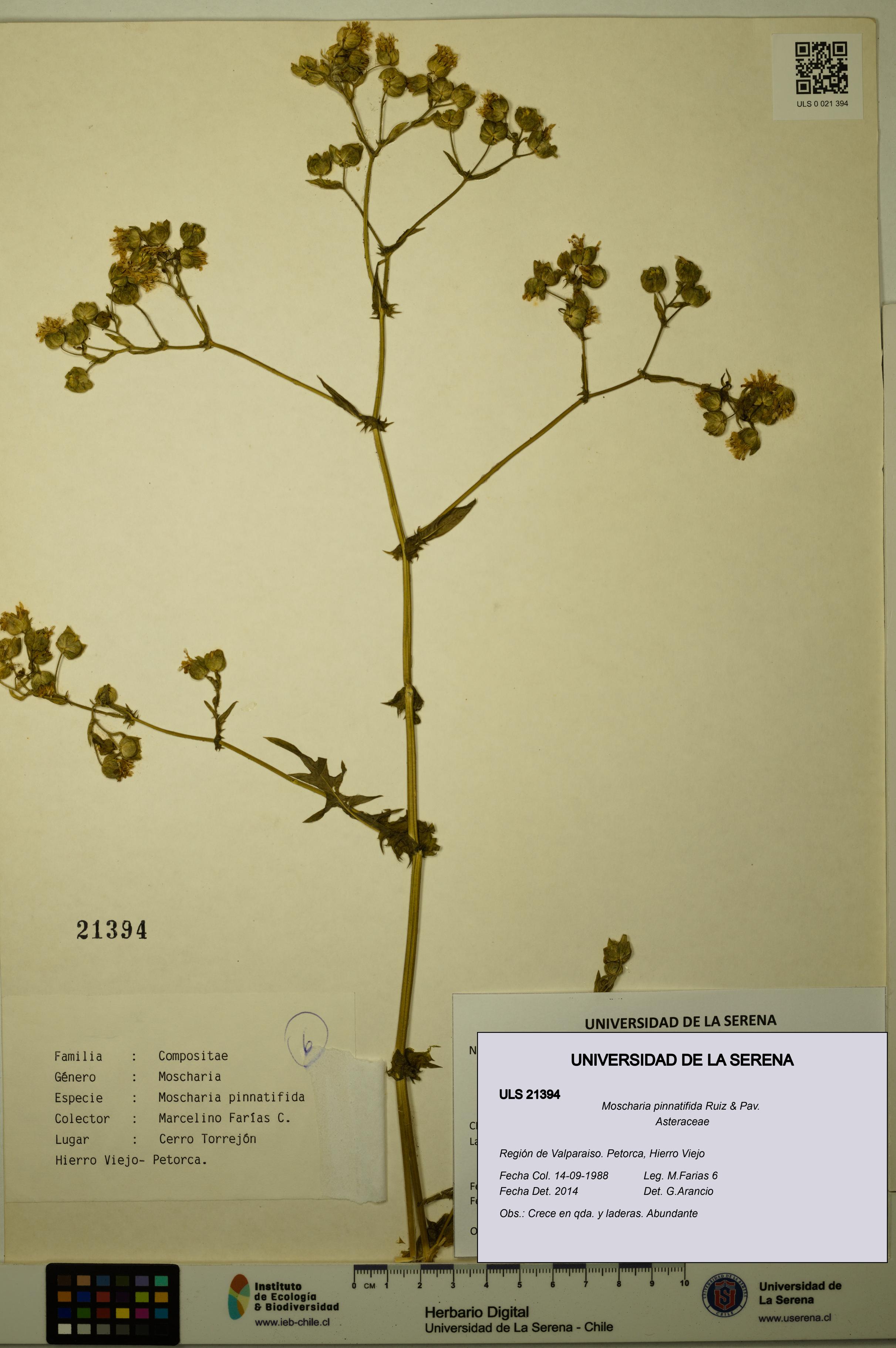 Moscharia pinnatifida [Espécimen: ULS:ULS:0021394]