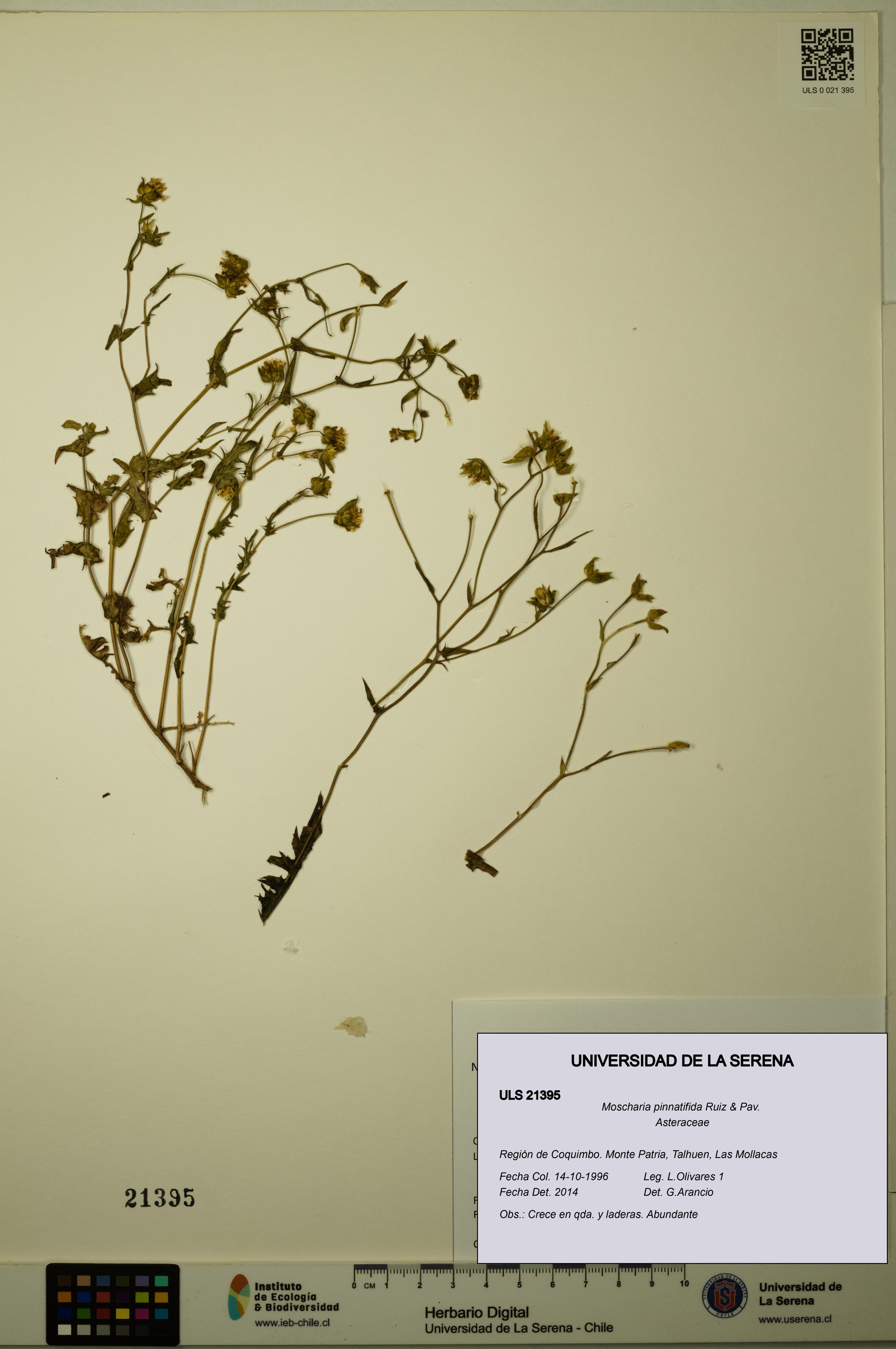 Moscharia pinnatifida [Espécimen: ULS:ULS:0021395]