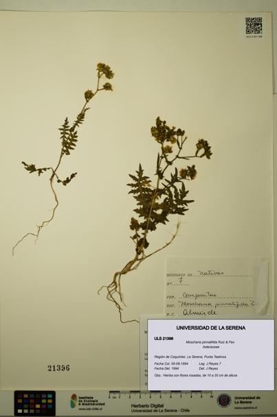 Moscharia pinnatifida [Espécimen: ULS:ULS:0021396]