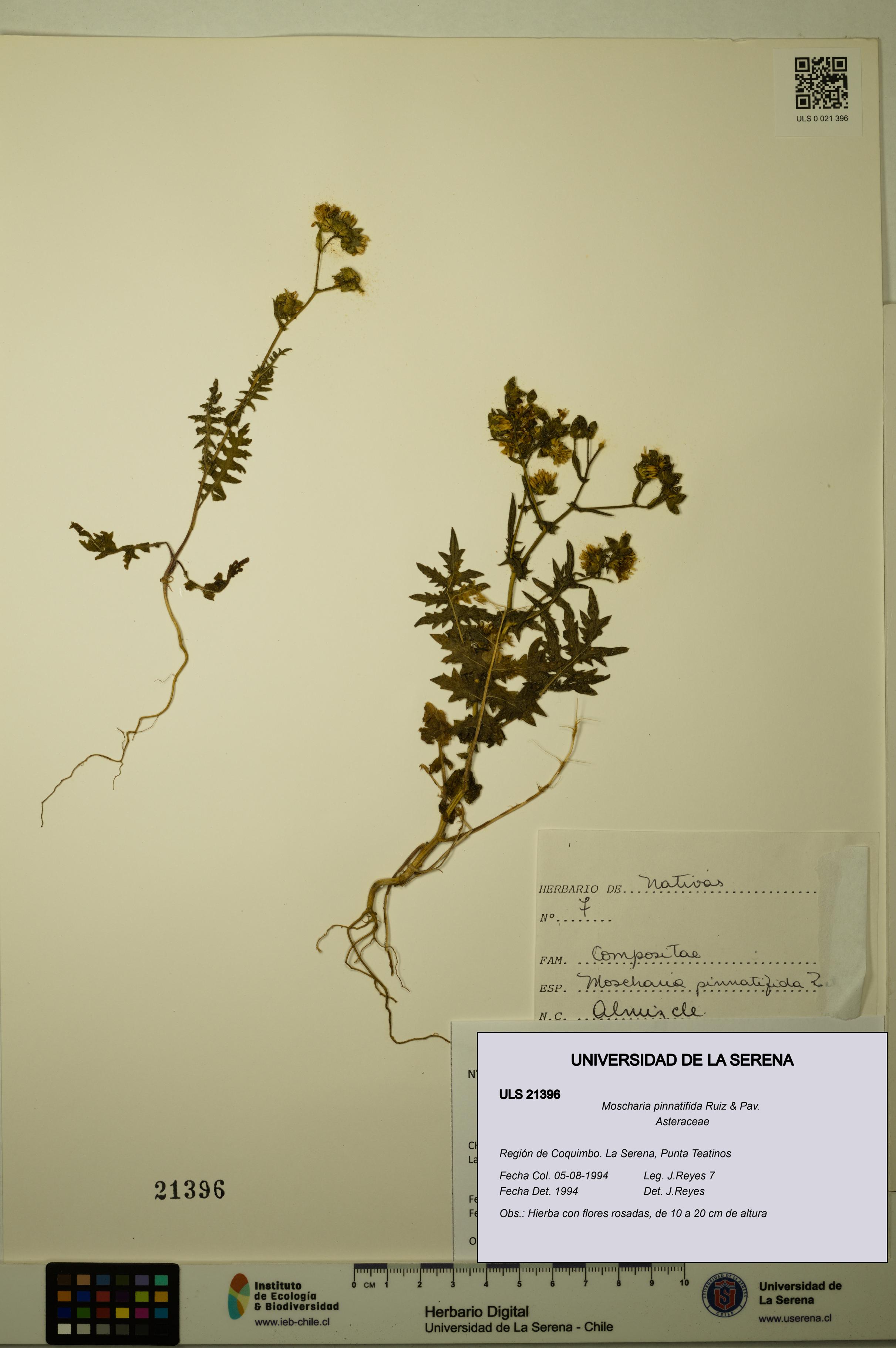 Moscharia pinnatifida [Espécimen: ULS:ULS:0021396]