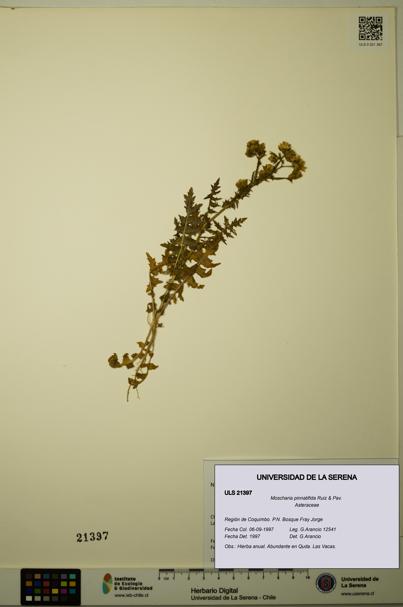 Moscharia pinnatifida [Espécimen: ULS:ULS:0021397]