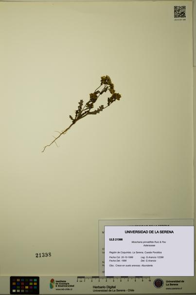 Moscharia pinnatifida [Espécimen: ULS:ULS:0021398]