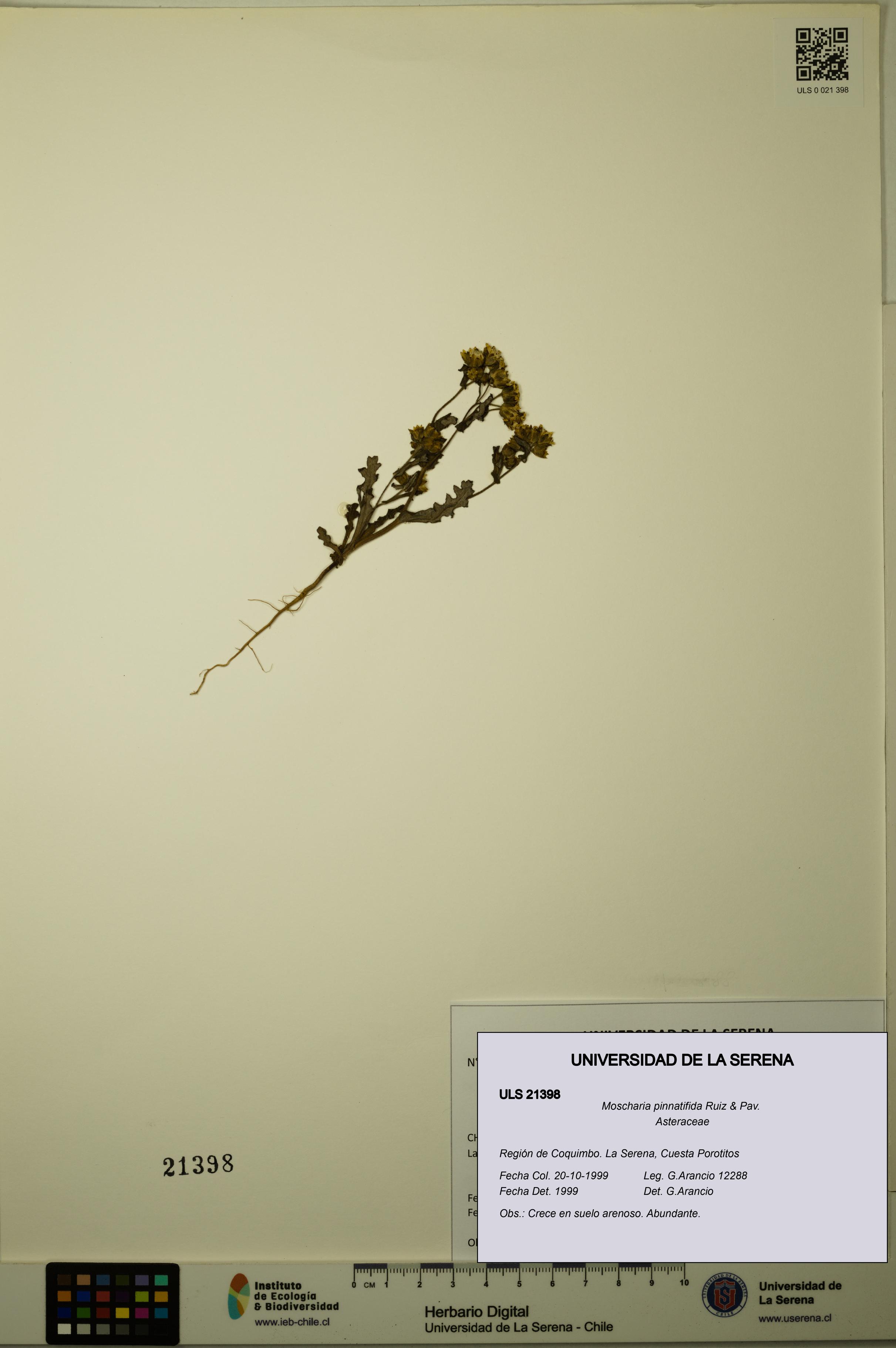 Moscharia pinnatifida [Espécimen: ULS:ULS:0021398]