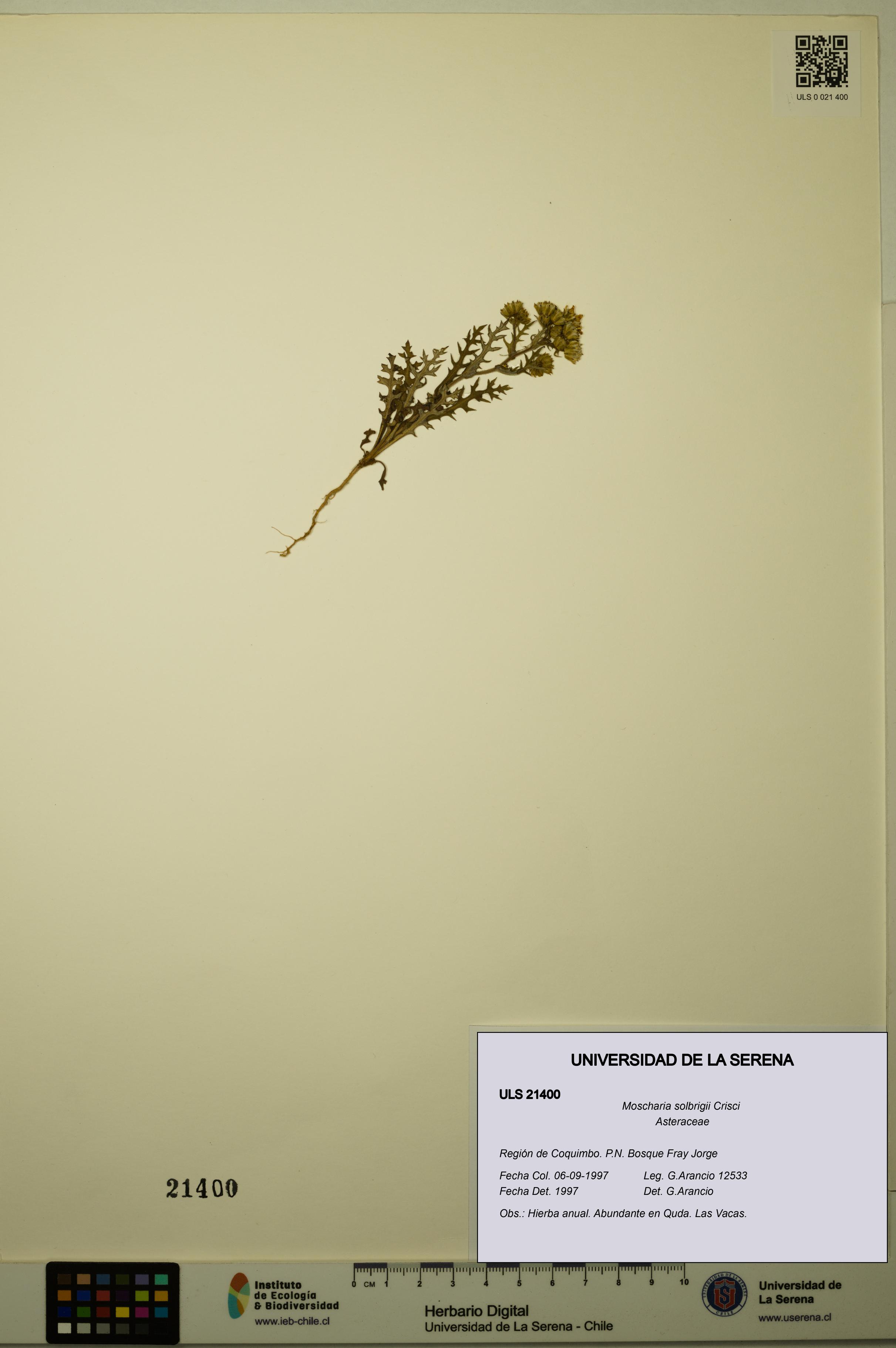 Moscharia solbrigii [Espécimen: ULS:ULS:0021400]