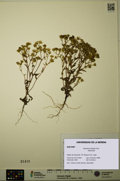 Moscharia solbrigii [Espécimen: ULS:ULS:0021401]