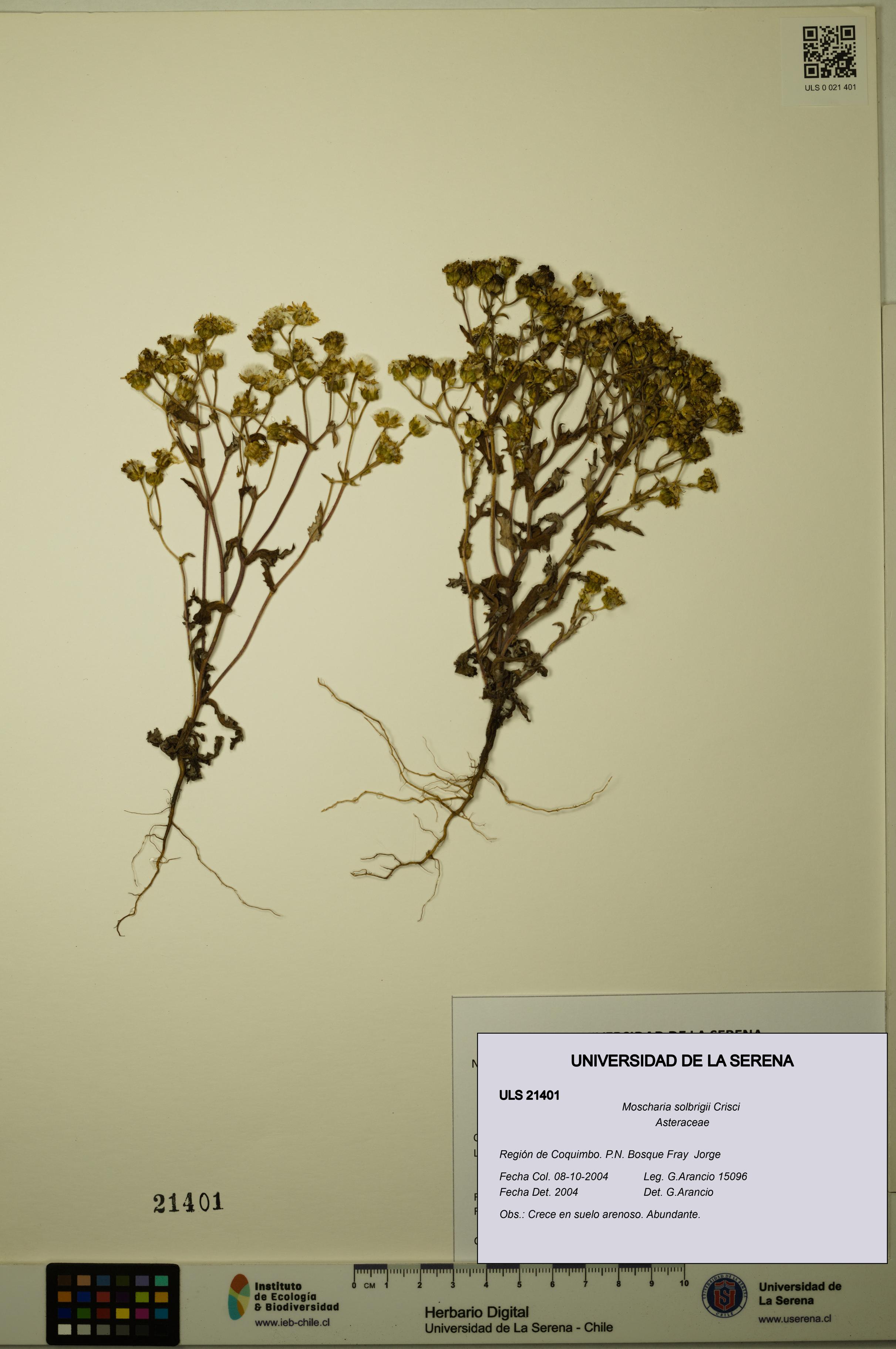 Moscharia solbrigii [Espécimen: ULS:ULS:0021401]