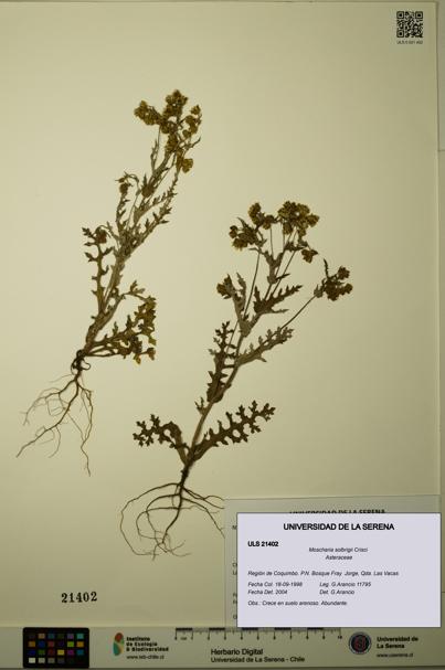 Moscharia solbrigii [Espécimen: ULS:ULS:0021402]