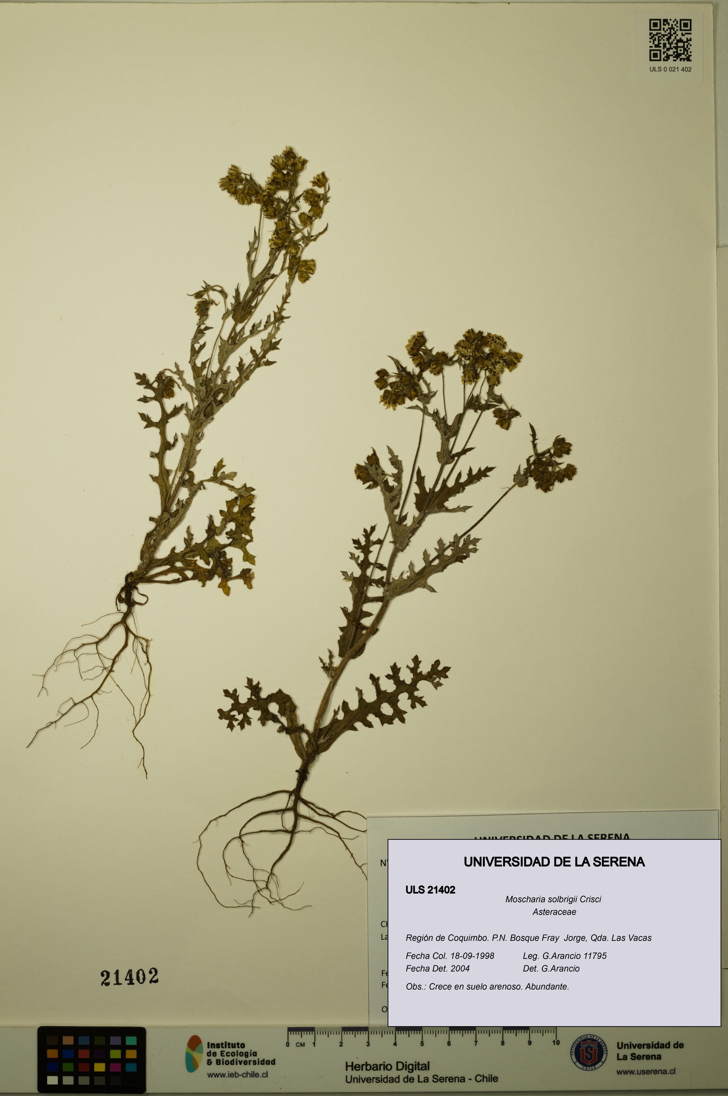 Moscharia solbrigii [Espécimen: ULS:ULS:0021402]