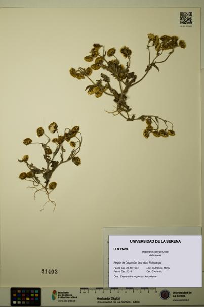 Moscharia solbrigii [Espécimen: ULS:ULS:0021403]