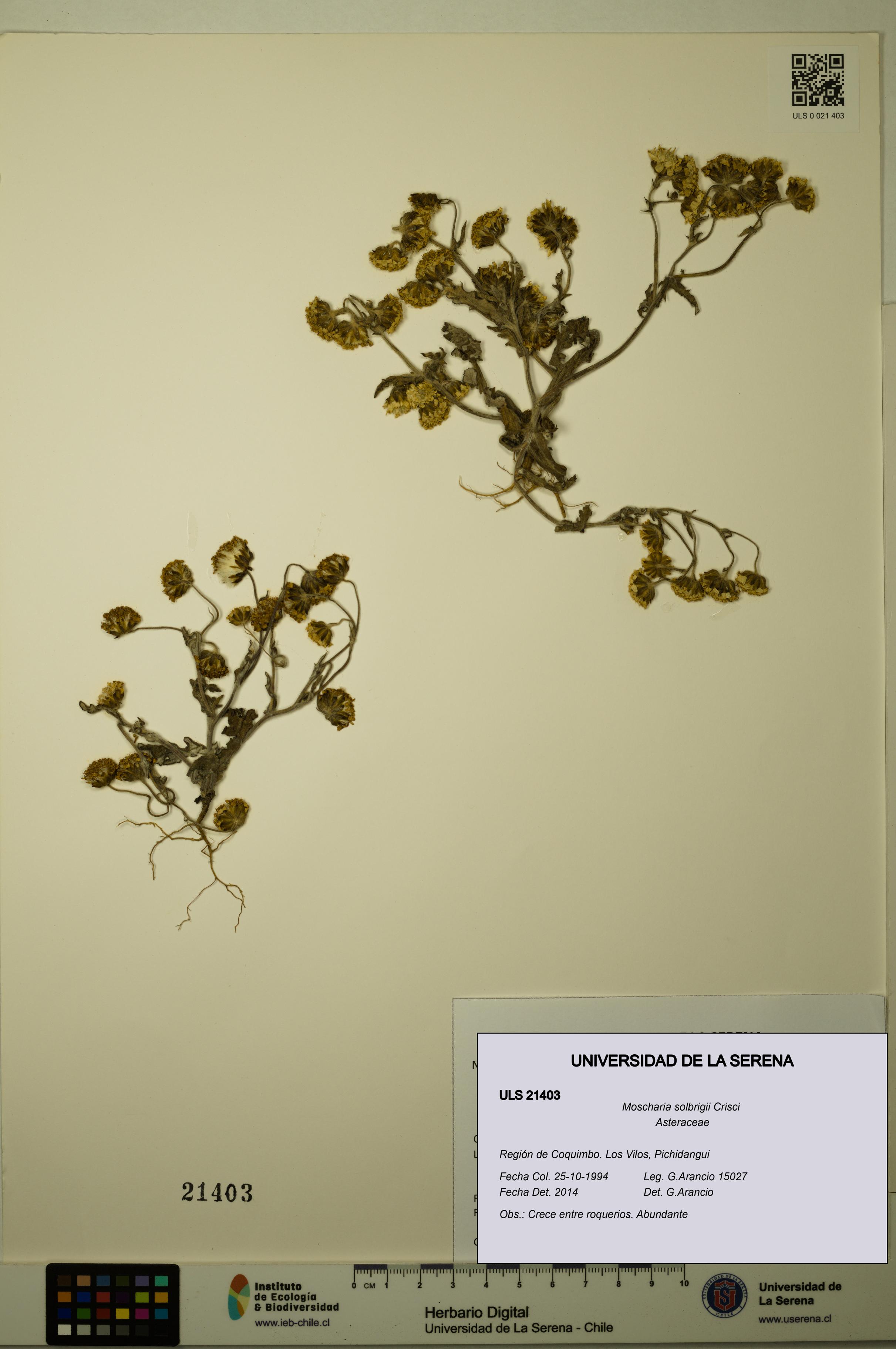 Moscharia solbrigii [Espécimen: ULS:ULS:0021403]