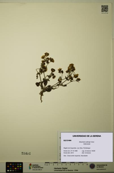 Moscharia solbrigii [Espécimen: ULS:ULS:0021404]