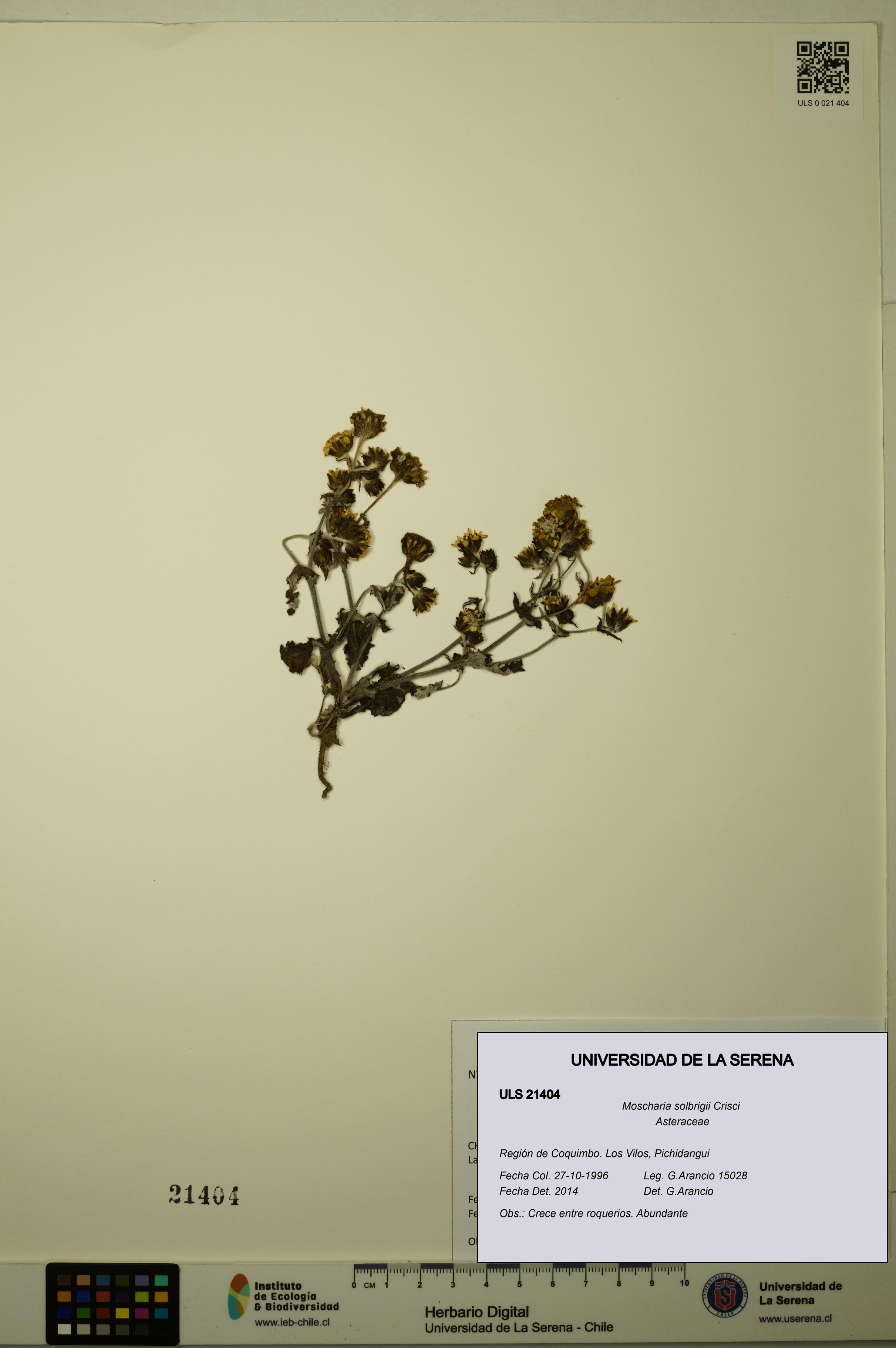 Moscharia solbrigii [Espécimen: ULS:ULS:0021404]