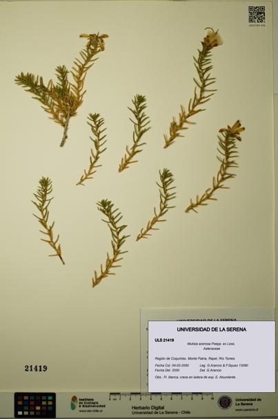 Mutisia acerosa [Espécimen: ULS:ULS:0021419]