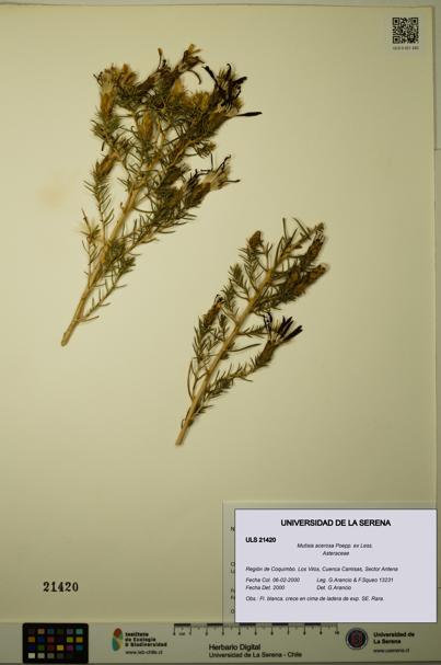 Mutisia acerosa [Espécimen: ULS:ULS:0021420]