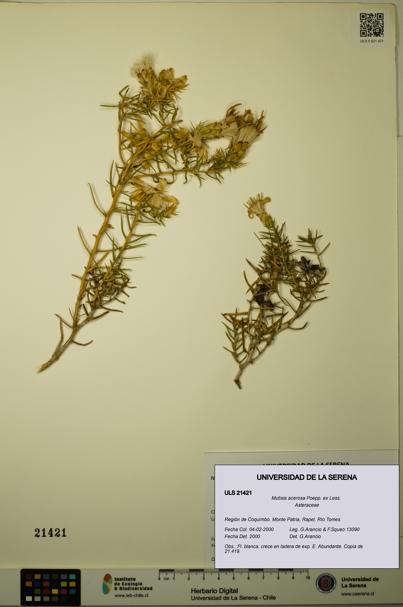 Mutisia acerosa [Espécimen: ULS:ULS:0021421]