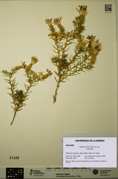 Mutisia acerosa [Espécimen: ULS:ULS:0021422]