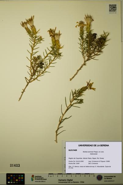 Mutisia acerosa [Espécimen: ULS:ULS:0021423]