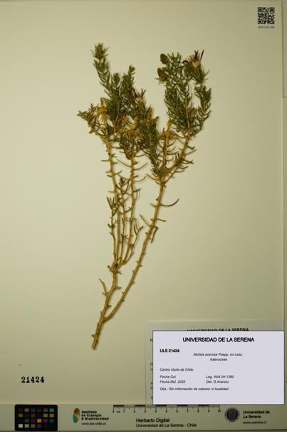 Mutisia acerosa [Espécimen: ULS:ULS:0021424]