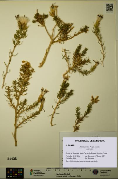 Mutisia acerosa [Espécimen: ULS:ULS:0021425]