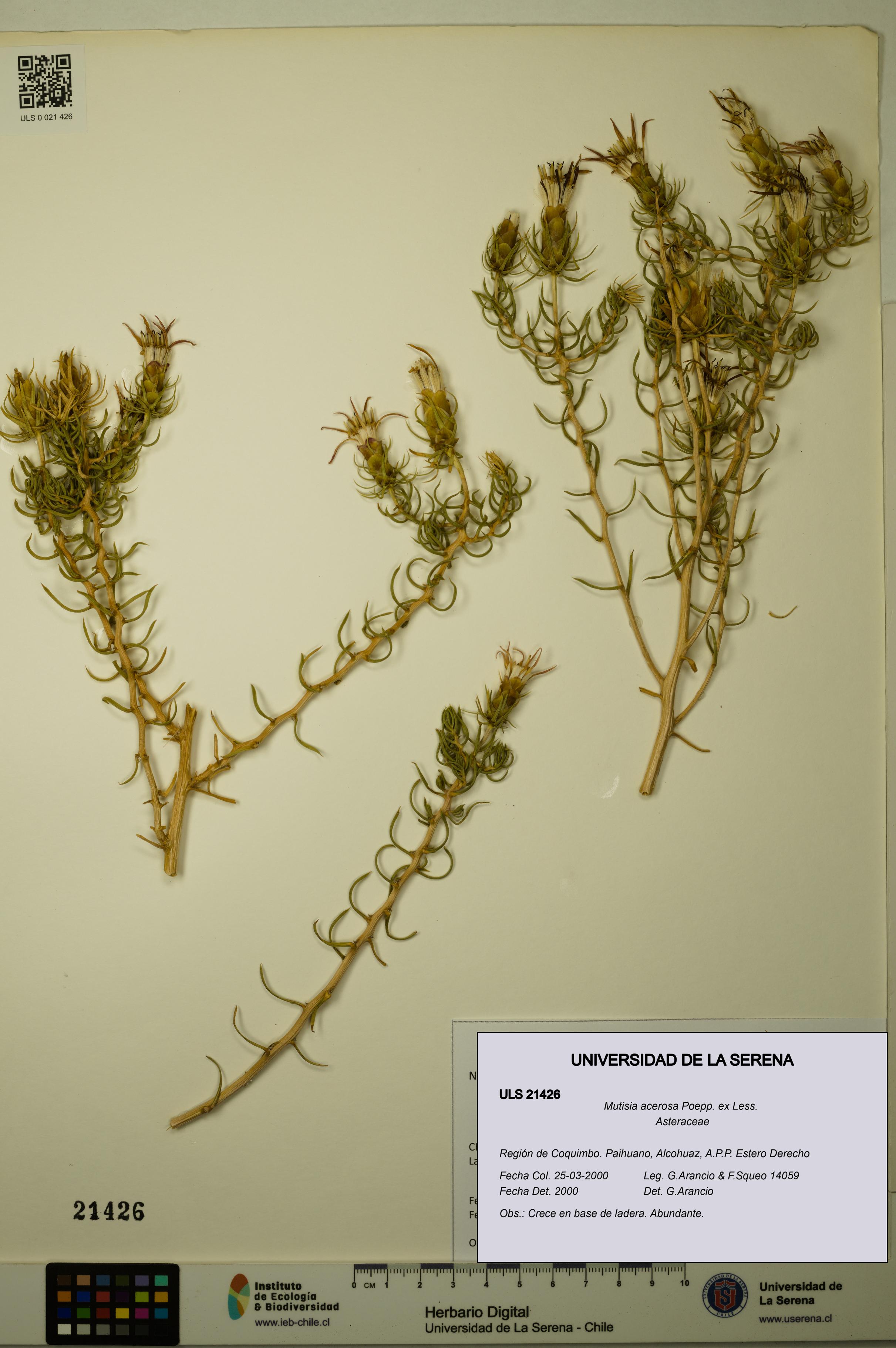 Mutisia acerosa [Espécimen: ULS:ULS:0021426]