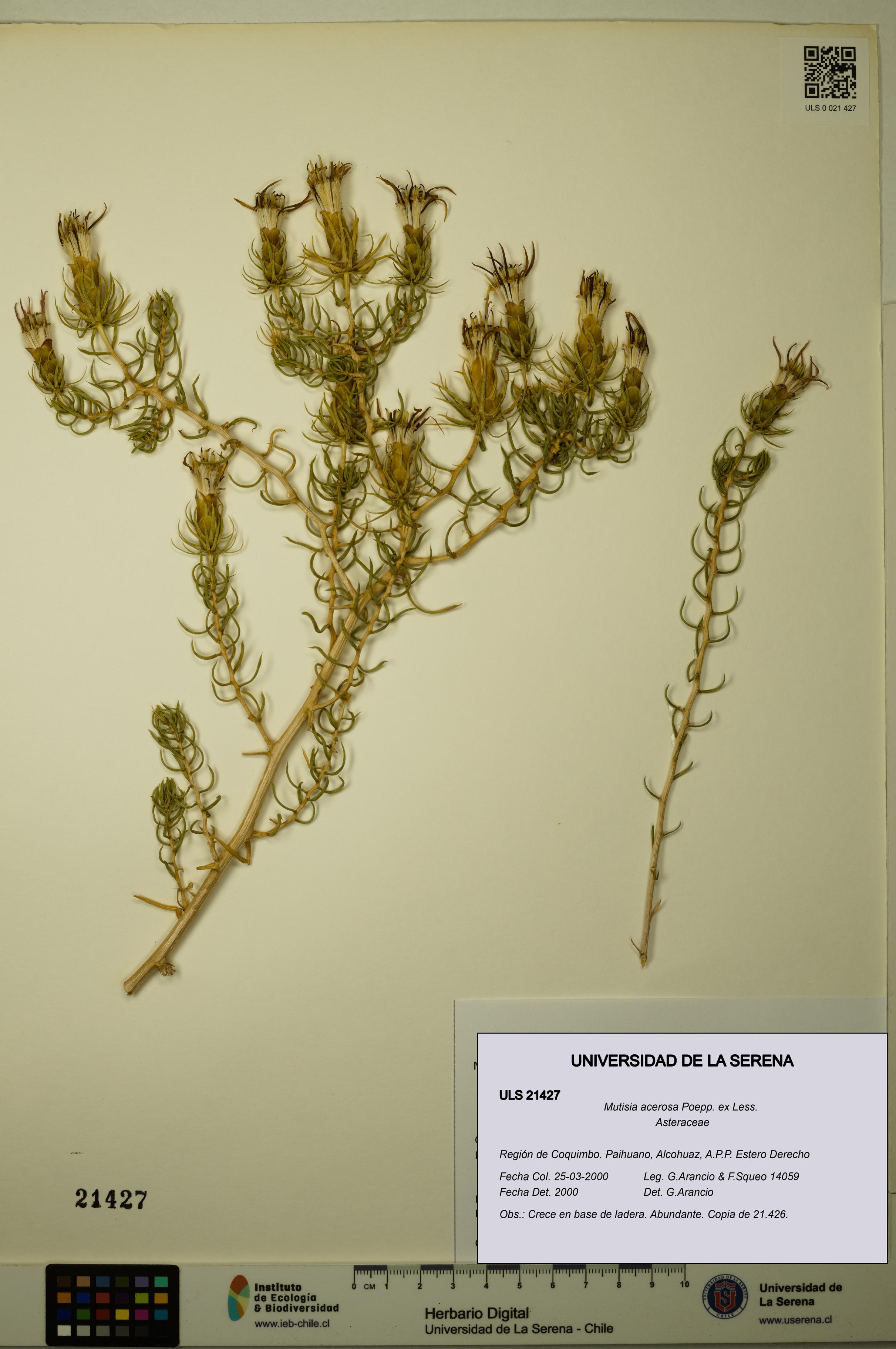 Mutisia acerosa [Espécimen: ULS:ULS:0021427]