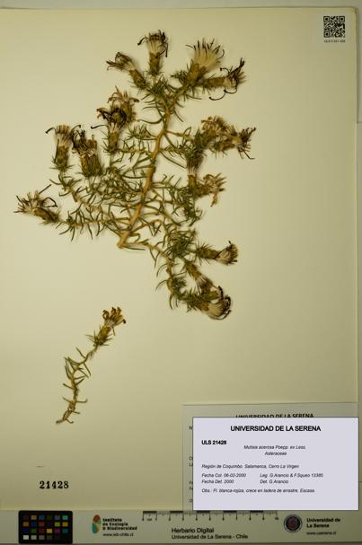Mutisia acerosa [Espécimen: ULS:ULS:0021428]