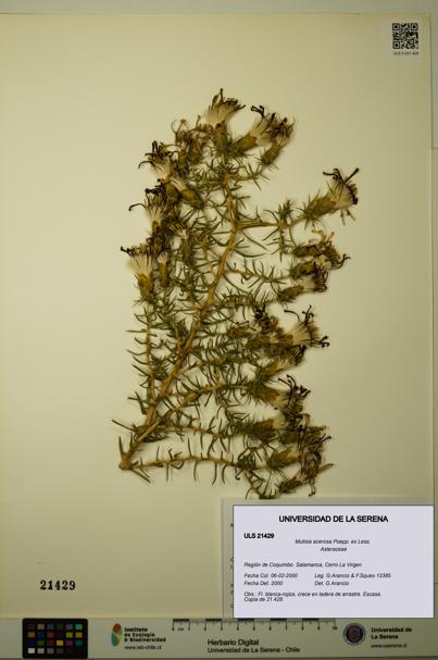 Mutisia acerosa [Espécimen: ULS:ULS:0021429]