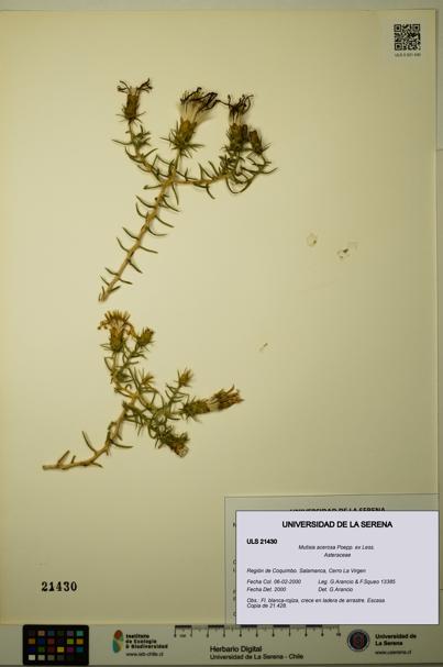 Mutisia acerosa [Espécimen: ULS:ULS:0021430]