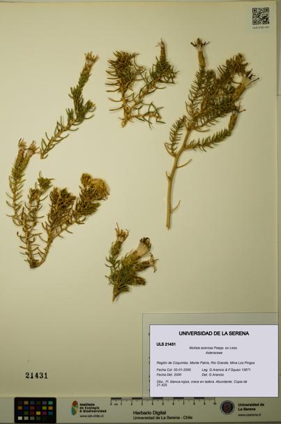 Mutisia acerosa [Espécimen: ULS:ULS:0021431]