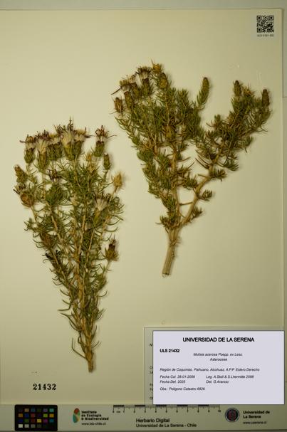 Mutisia acerosa [Espécimen: ULS:ULS:0021432]