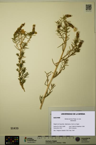Mutisia acerosa [Espécimen: ULS:ULS:0021433]