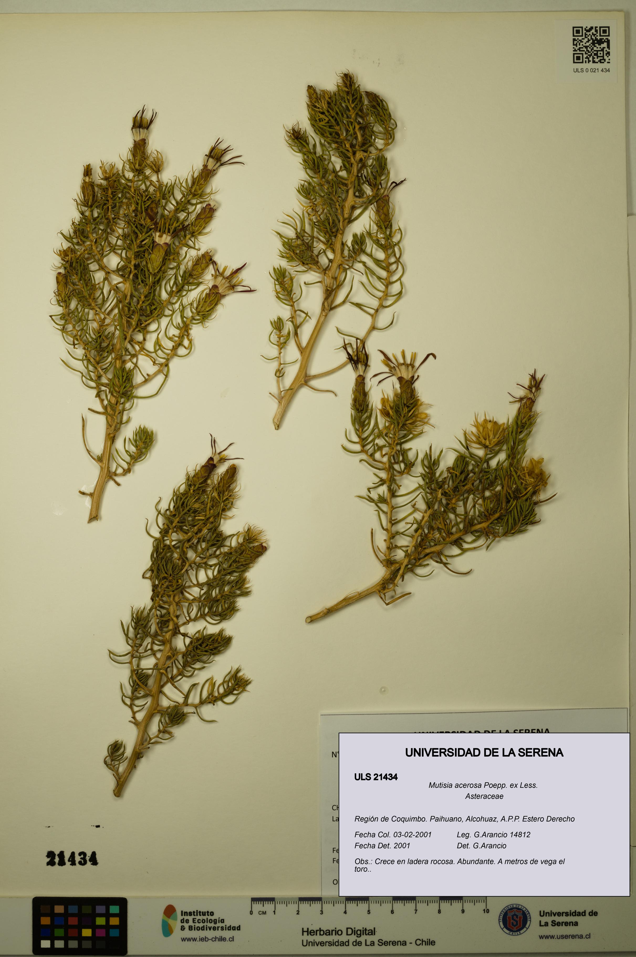 Mutisia acerosa [Espécimen: ULS:ULS:0021434]