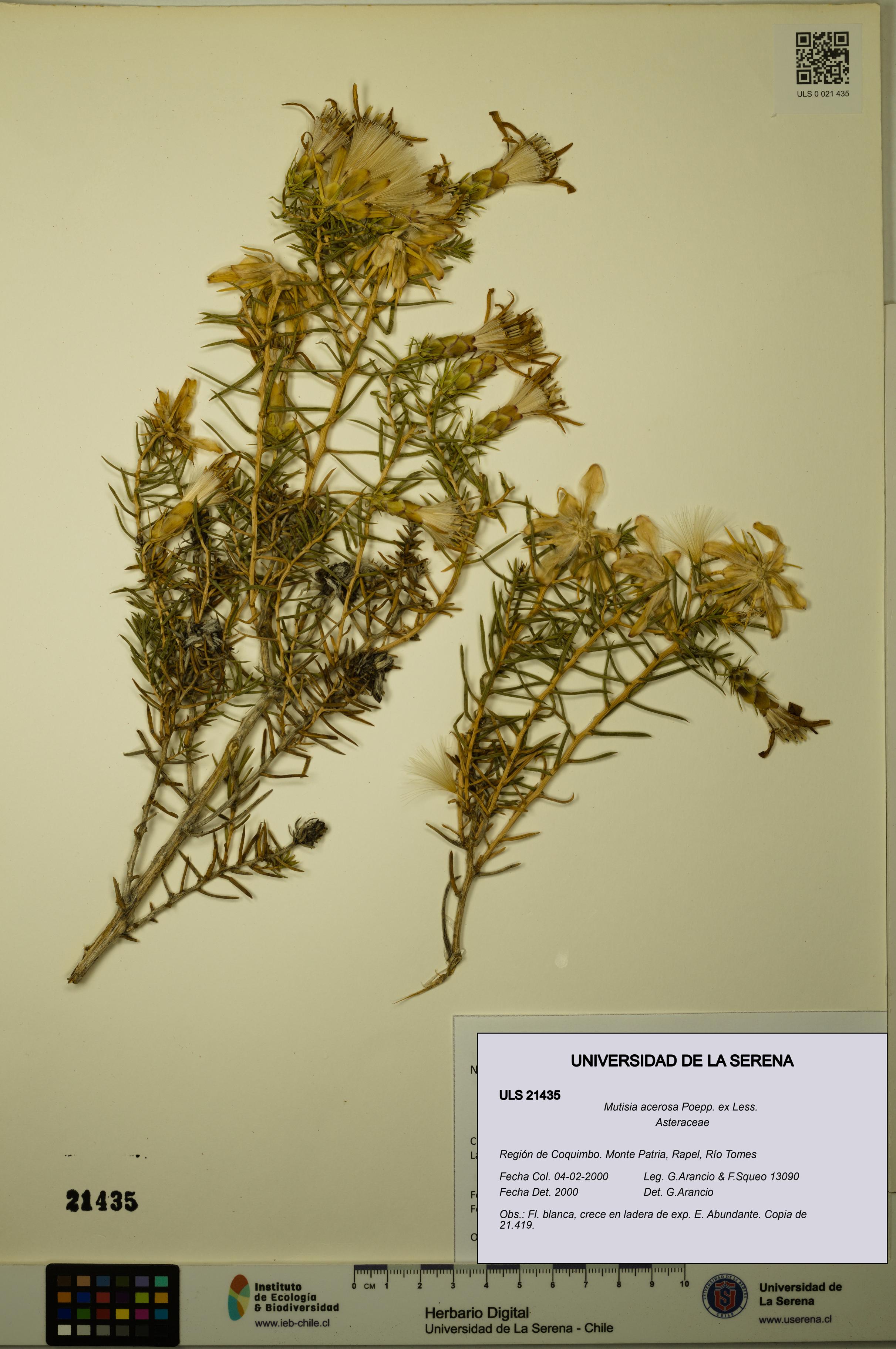 Mutisia acerosa [Espécimen: ULS:ULS:0021435]