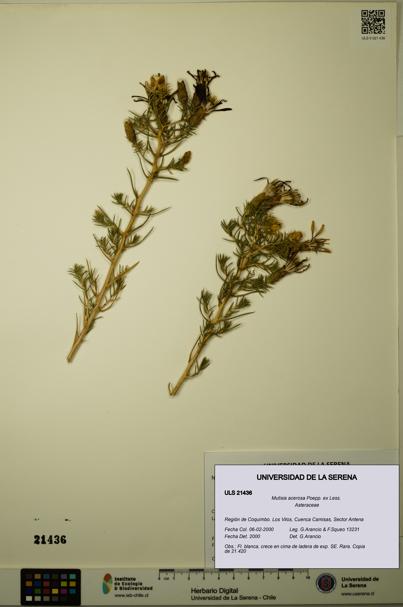 Mutisia acerosa [Espécimen: ULS:ULS:0021436]