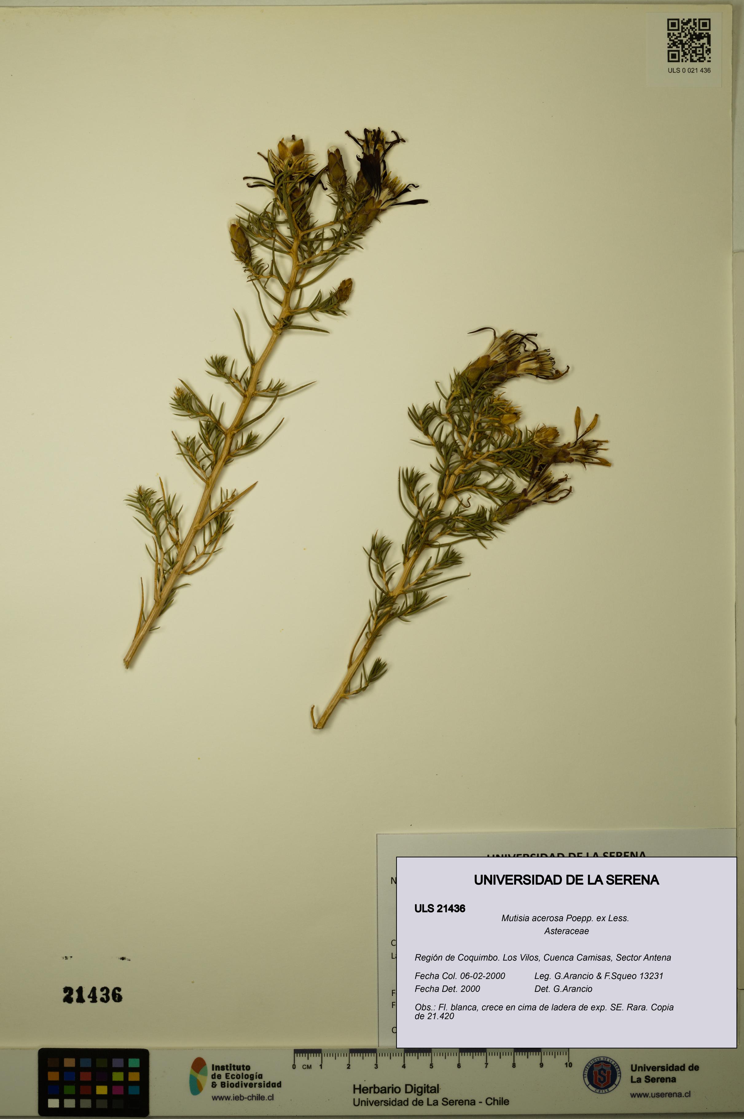Mutisia acerosa [Espécimen: ULS:ULS:0021436]